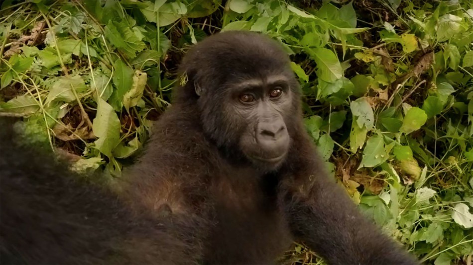 VR Gorilla Selfie Video