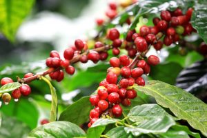 coffee plantation vr