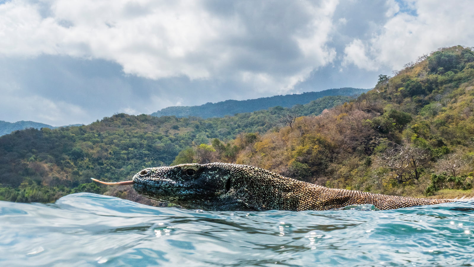 komodo a paradise under pressure